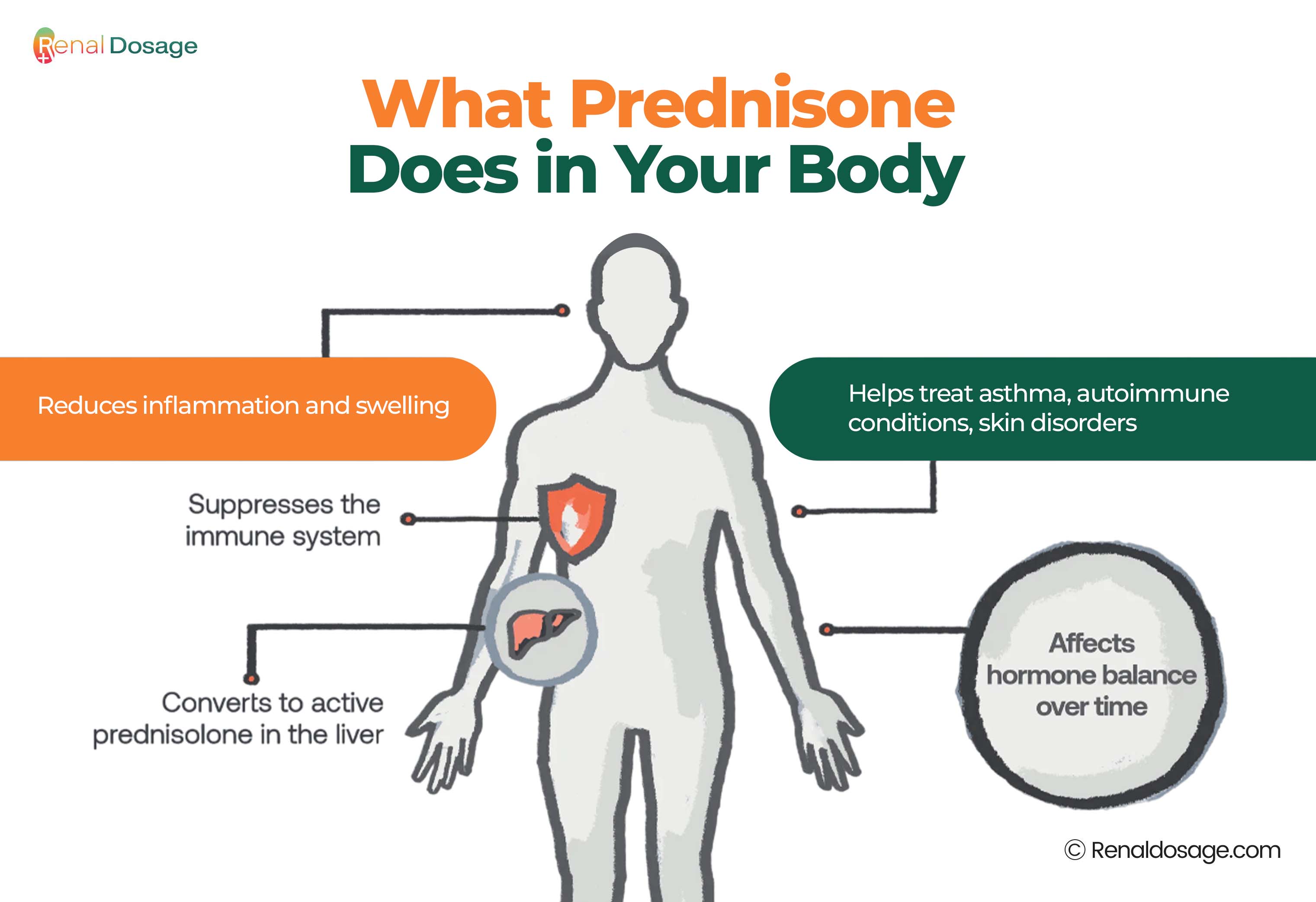 RenalDosage - Complete Guide to Prednisone Uses, Dosage and Side Effects
